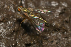 Sciapus platypterus