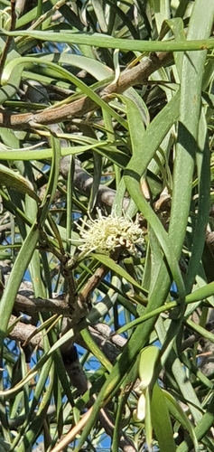 Image of Grevillea striata by no rights reserved