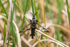 Synanthedon spheciformis