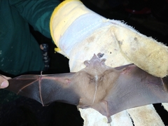 Uroderma magnirostrum