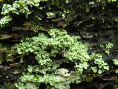 Cladonia beaumontii