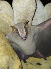 Uroderma magnirostrum