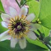 Passiflora brighamii - Photo (c) wilmalingle, some rights reserved (CC BY-NC), uploaded by wilmalingle