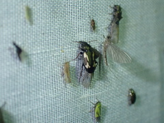 Tetragonoderus thunbergi