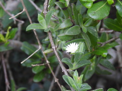 Delosperma ecklonis