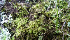 Lophocolea semiteres