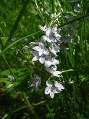 Veronica prostrata