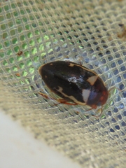 Platambus maculatus