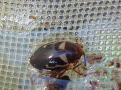 Platambus maculatus