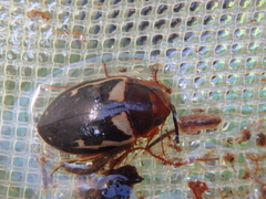 Platambus maculatus