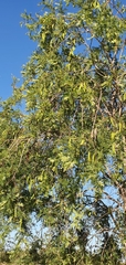 Vachellia bidwillii