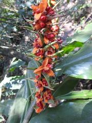 Hedychium gardnerianum