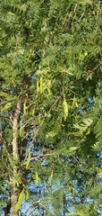 Vachellia bidwillii