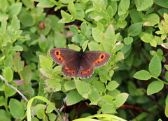 Erebia euryale