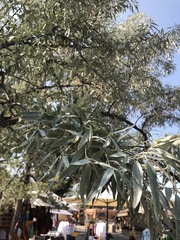 Elaeagnus angustifolia