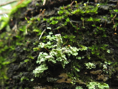 Cladonia beaumontii
