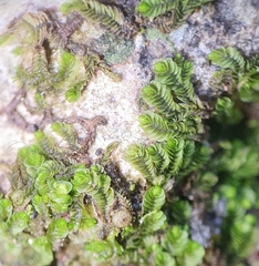 Southbya tophacea