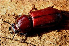 Aulacocyclus edentulus