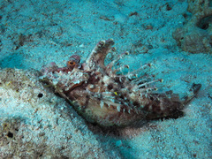 Inimicus filamentosus