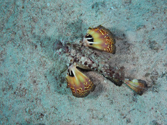 Inimicus filamentosus