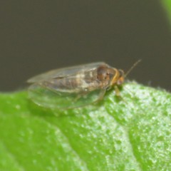 Tetragonocephala flava