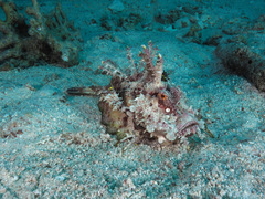 Inimicus filamentosus