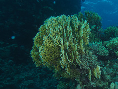Millepora dichotoma
