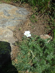 Cherleria circassica