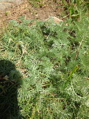 Cherleria circassica