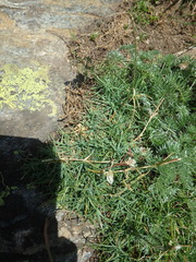 Cherleria circassica