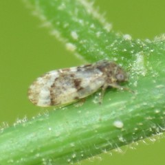 Pachypsylla celtidisvesicula