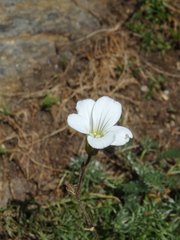 Cherleria circassica