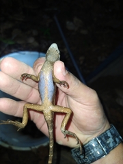 Stenocercus fimbriatus