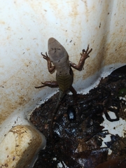 Stenocercus fimbriatus