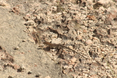Pholidoscelis plei