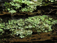 Cladonia beaumontii