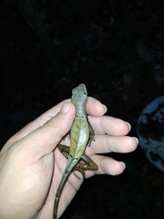 Stenocercus fimbriatus