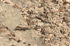 Pholidoscelis plei