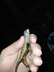 Stenocercus fimbriatus