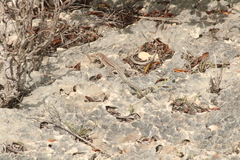 Pholidoscelis plei