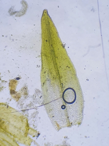 Image of Orthotrichum tenellum by no rights reserved