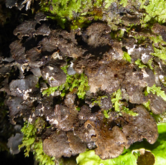 Sticta fuliginoides