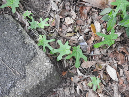 Image of Fivelobe Bushpumpkin by (c) Matthew Fainman, some rights reserved (CC BY)