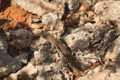 Pholidoscelis plei