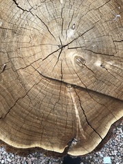 Elaeagnus angustifolia