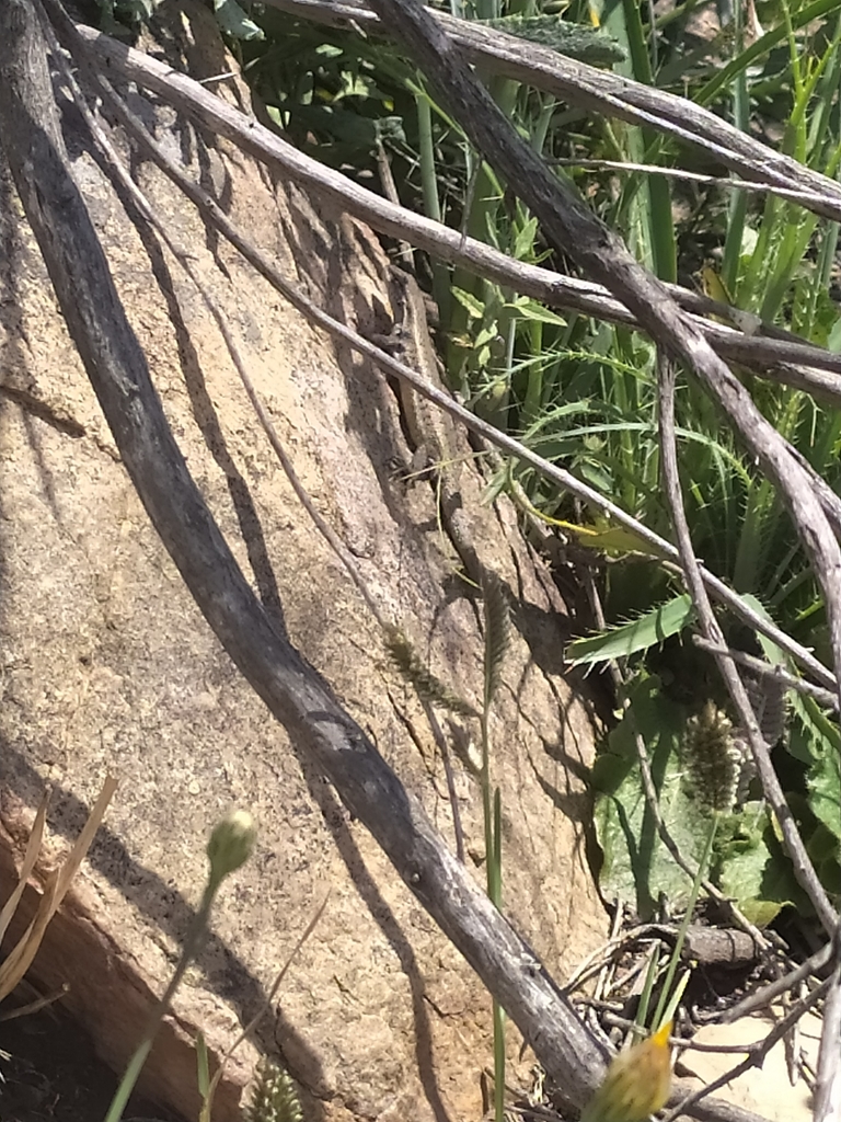 Tandilia Lizard
