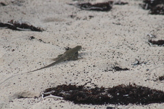 Pholidoscelis plei