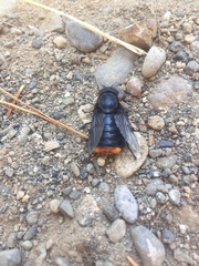 Osca lata