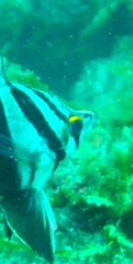 Cochleoceps bicolor