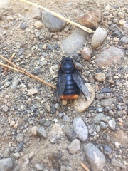 Osca lata